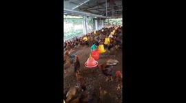 The three years old boy helped his father take care of hundreds of chickens