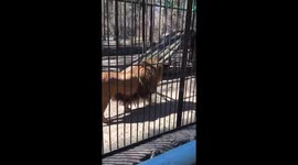 Lion roars and sprays a sudden pee shower