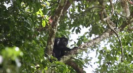 Family of Howling Monkeys in the Jungle