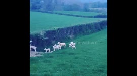 Nature at its best! Lambs race around a field in Wales