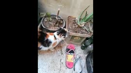Cute Cat Snifing Morning Plants