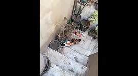 Cat Sniffing Plants Like Weed