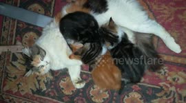 Baby Cat Jumped On Her Mother Feeding Kitties