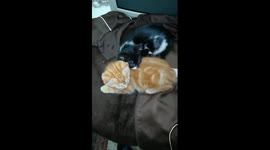 Funny Twin Cat Video Sitting On Sweater