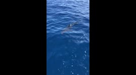 Great white circles boat