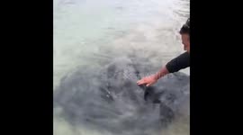 Man feeds a massive 'tame' stingray in beach off south Australia