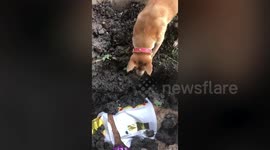 Heartbreaking moment pet dog tries to wake up her dead friend