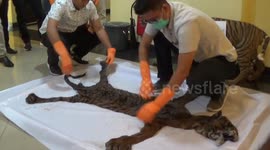 Police in West Sumatra arrest endangered animal organ traffickers