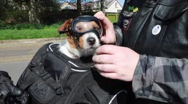Adventurous Jack Russell loves nothing more than the feel of the wind in her fur as she travels on her owner’s motorbike
