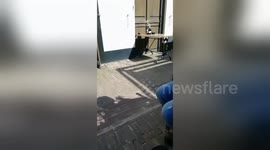 man with his geese on easter have fun