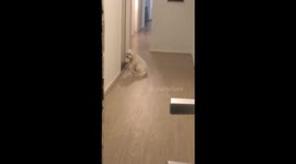 Human's best friend! Dog waits patiently for his owners to come home