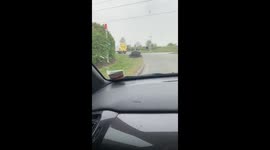 Adorable video of family of wild boars trotting along a road in Staffordshire