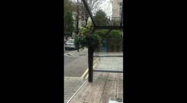 Bee swarm round queen bee