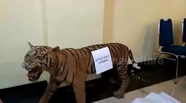 Two Suspects of Alleged Tiger Skin Traders Arrested