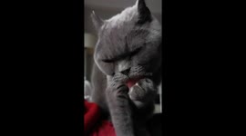 Slo mo mimi cat licks her paws