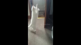Cat plays fetch with a stick