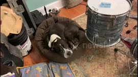 Dog playing drum