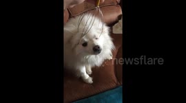 Newsflare Edit - Pomeranian puppy enjoying a relaxing head massage