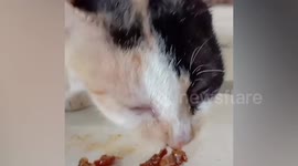 Hungry Stray Cat CRIES When She's Given Food