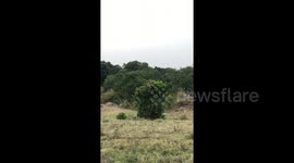 This giraffe's body scratch will make you laugh non-stop