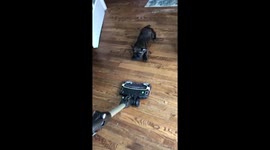 Pick on someone your own size! Small dog tries to attack vacuum cleaner