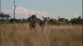 Ram Waterbuck attempting to mate with female