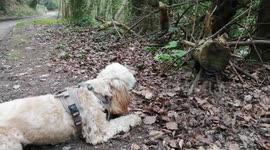 Brave little Cockapoo fights 'animal-log' in the forest