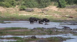 Herd of Elephant swimming in the river in Kruger National Park.  Enjoying cooling off in the midday heat.