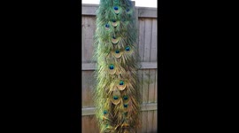 Peacock shows off beautiful tail plumage