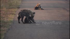 Baby hyena taking no nonsense