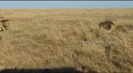 Big Lion fight in Maasai Mara