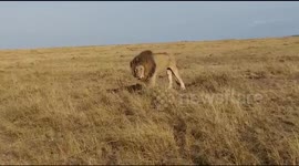 Lion calling out for his coalition partner after a fight in Maasai Mara