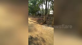 Mahout is killed by an amok elephant in Varkala
