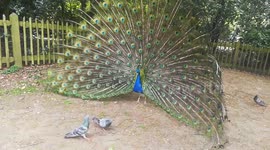 Peacock rattles its feathers at pigeons in Holland Park, London, UK