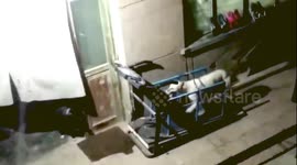 China dog gets his walkies running on a treadmill