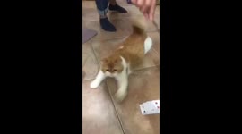 Cat makes super-fast dash to grab catnip toy being swished by owner