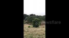 This giraffe's body scratch will make you laugh non-stop - Maasai Mara, Kenya