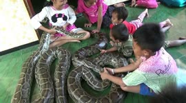 Indonesian family lets kids roll around with a group of pythons