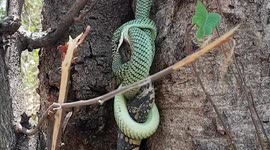Greedy snake struggles to swallow live monitor lizard