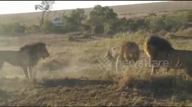 Three lions get into an epic fight over territory in Kenyan savannah