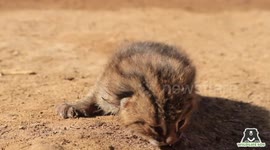 Asia's smallest wild cat rescued and reunited with its mother