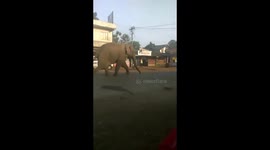 Wild elephant lumbers down road, causing panic in South Indian town