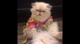 Handy Cat