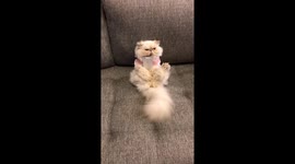 Cat on Phone