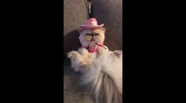 Texas Cat