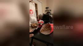 Cat wants cheeseburger? Hungry cat tries swiping burger from owner