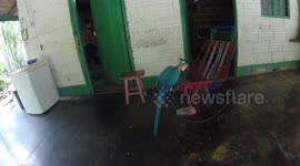 Colombian Parrot on a chair