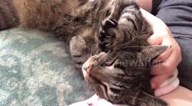 Kitty enjoying some lovin’.