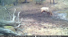 Dancing Elk, Bull in Rut - #1 of 6
