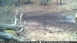 Dancing Elk, Bull in Rut #3 of 6